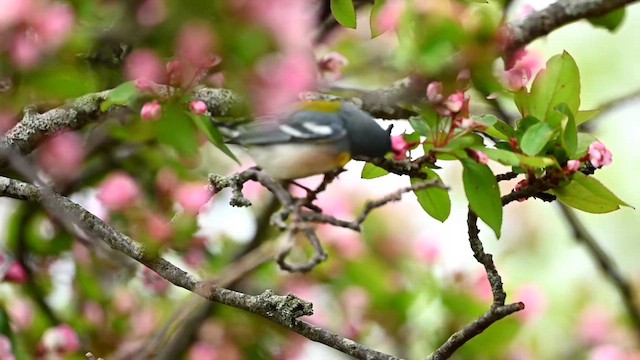 Northern Parula - ML618628410