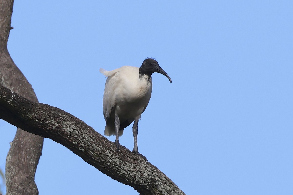 Australian Ibis - Dennis Devers