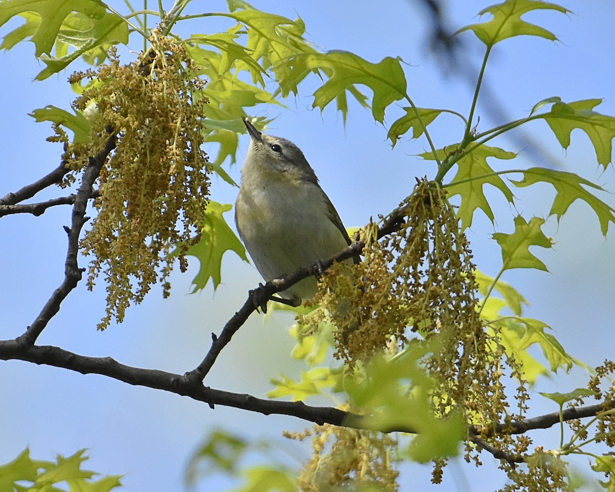 Tennessee Warbler - Brian Hicks