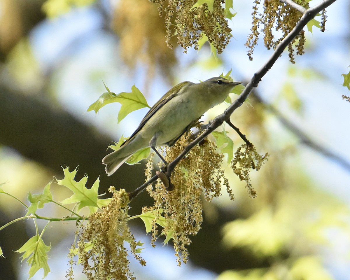 Tennessee Warbler - ML618628417