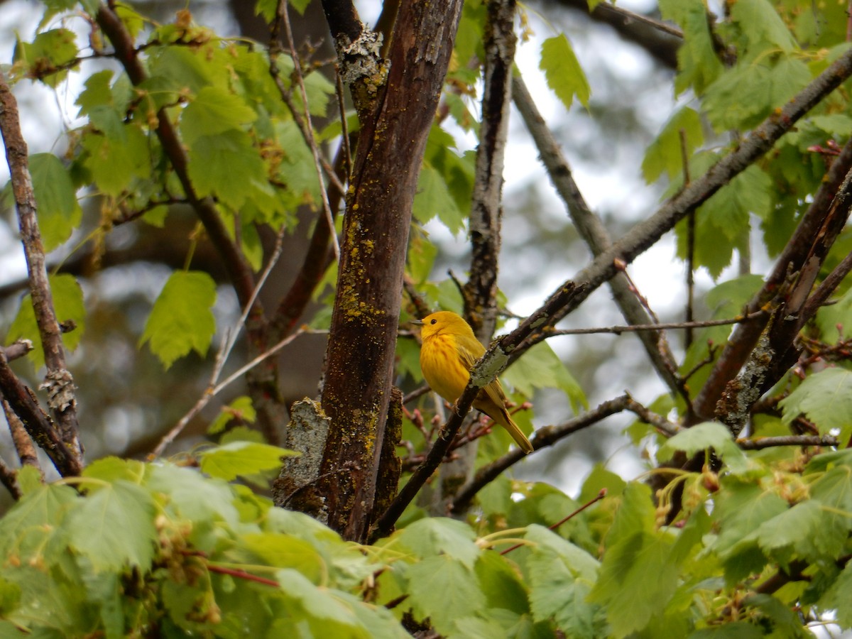 Yellow Warbler - Scott Freeman