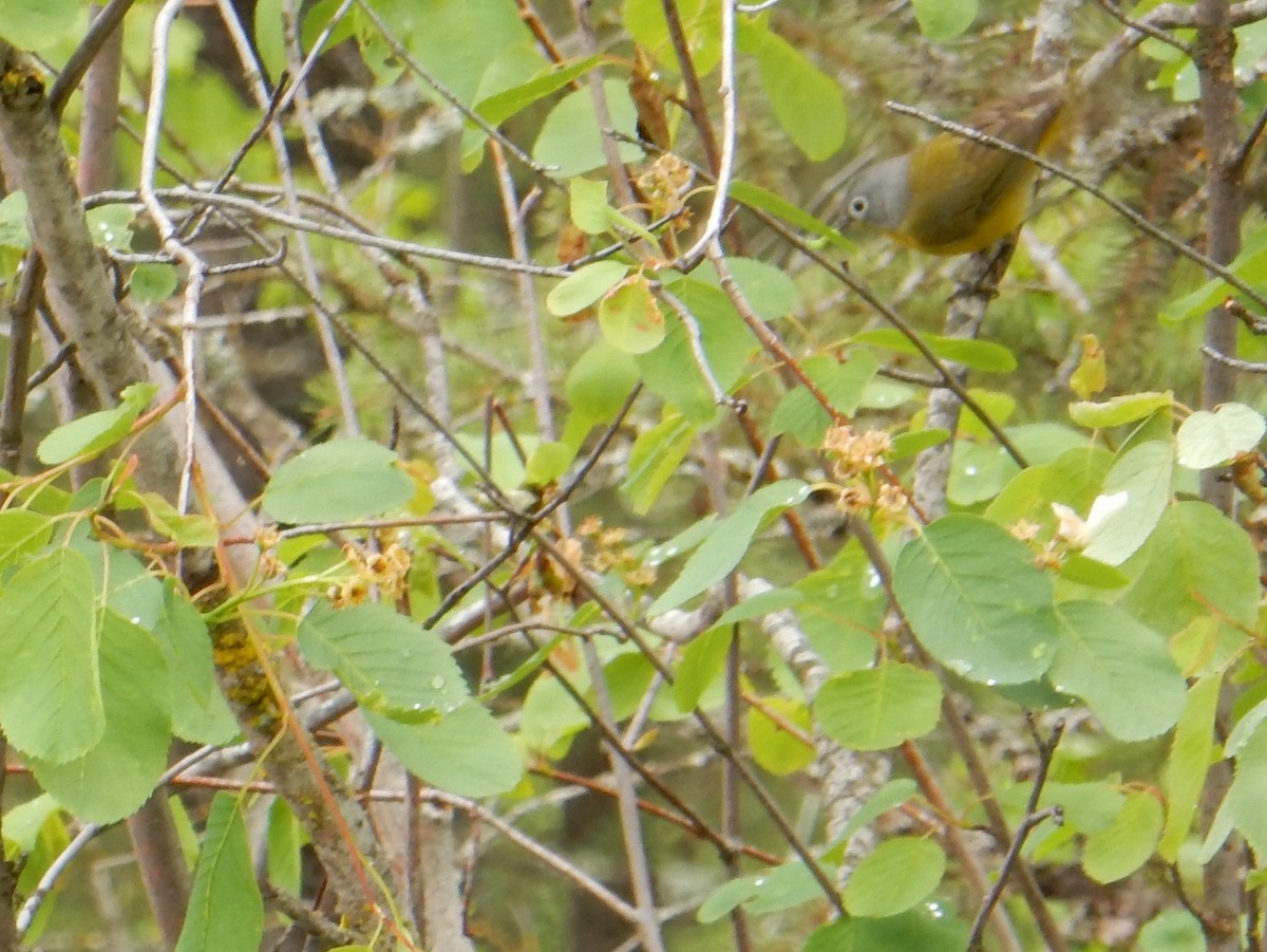 Nashville Warbler - Scott Freeman