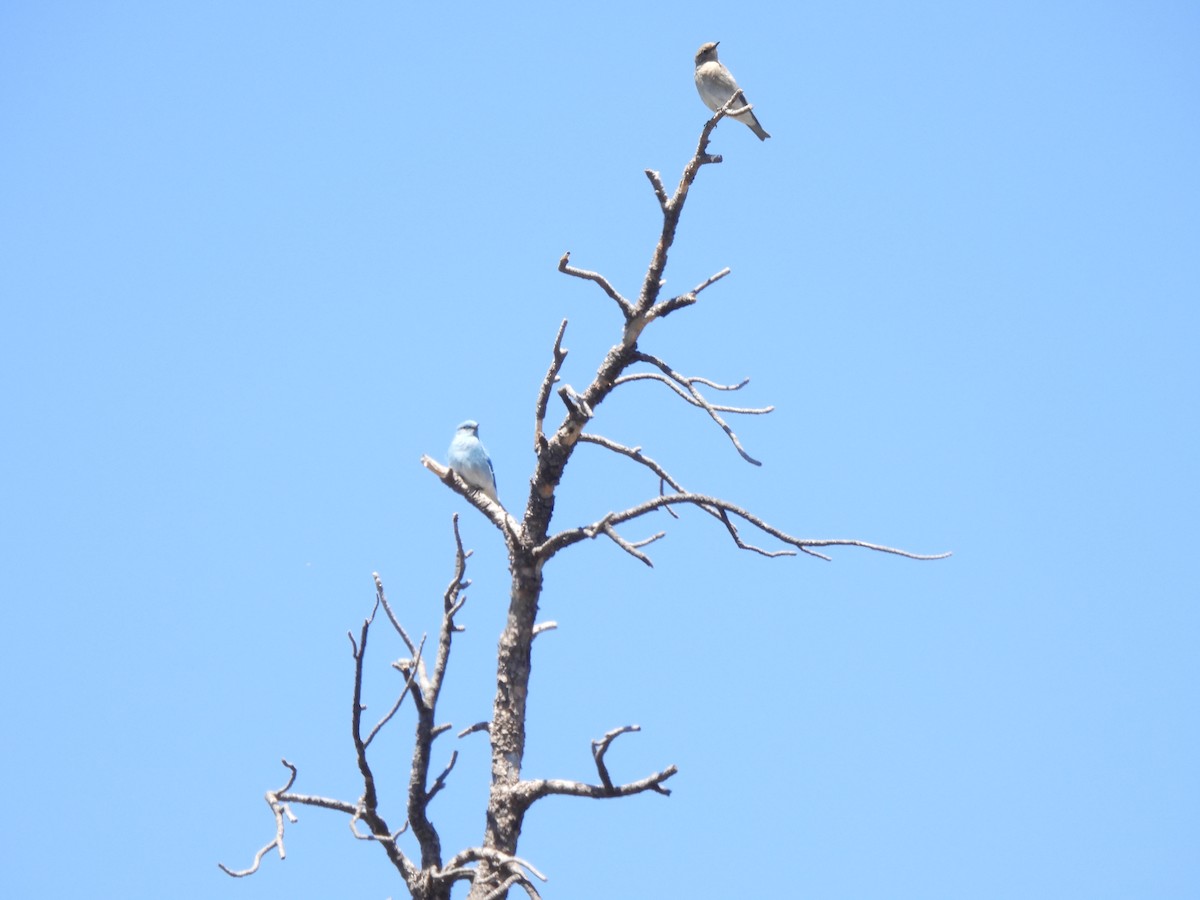 Mountain Bluebird - ML618628480