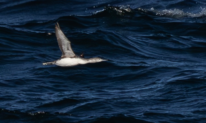 Red-throated Loon - ML618628550