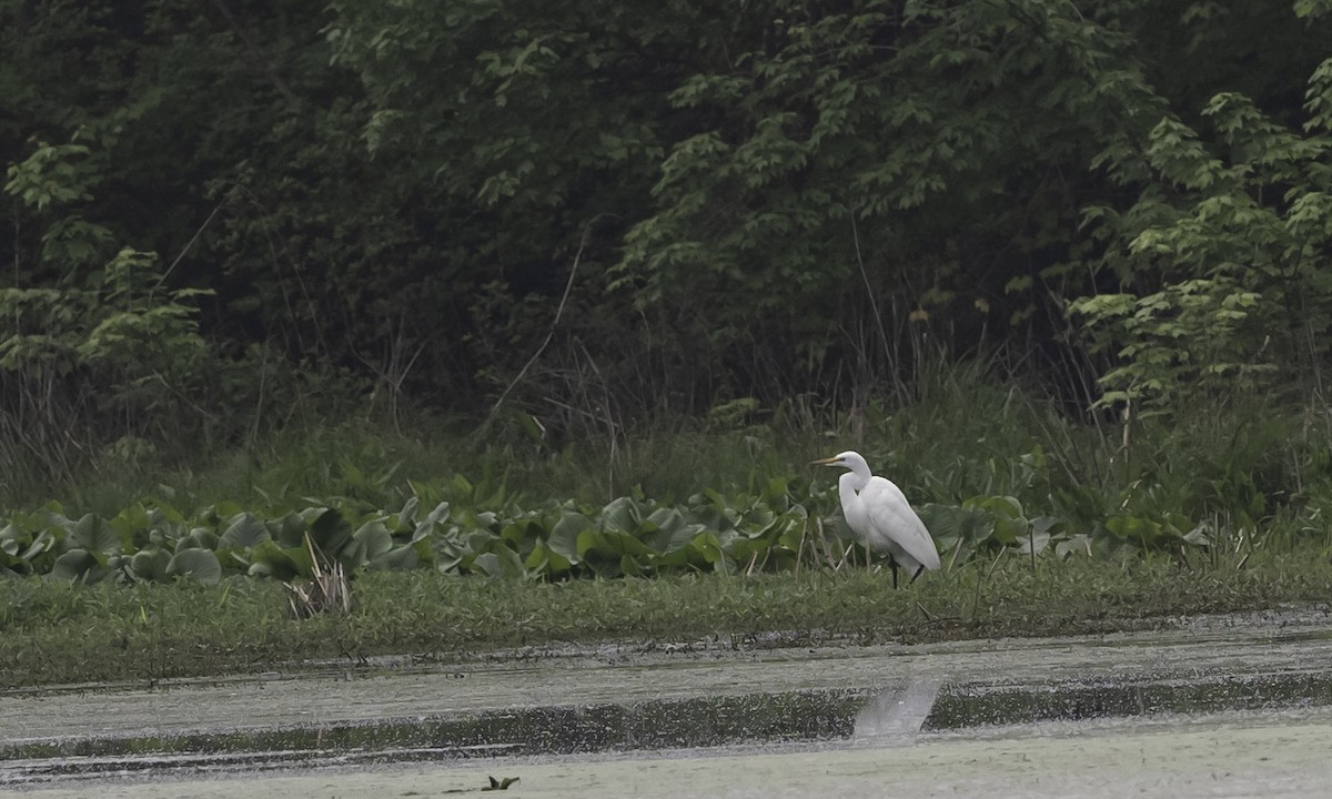 Great Egret - ML618628556