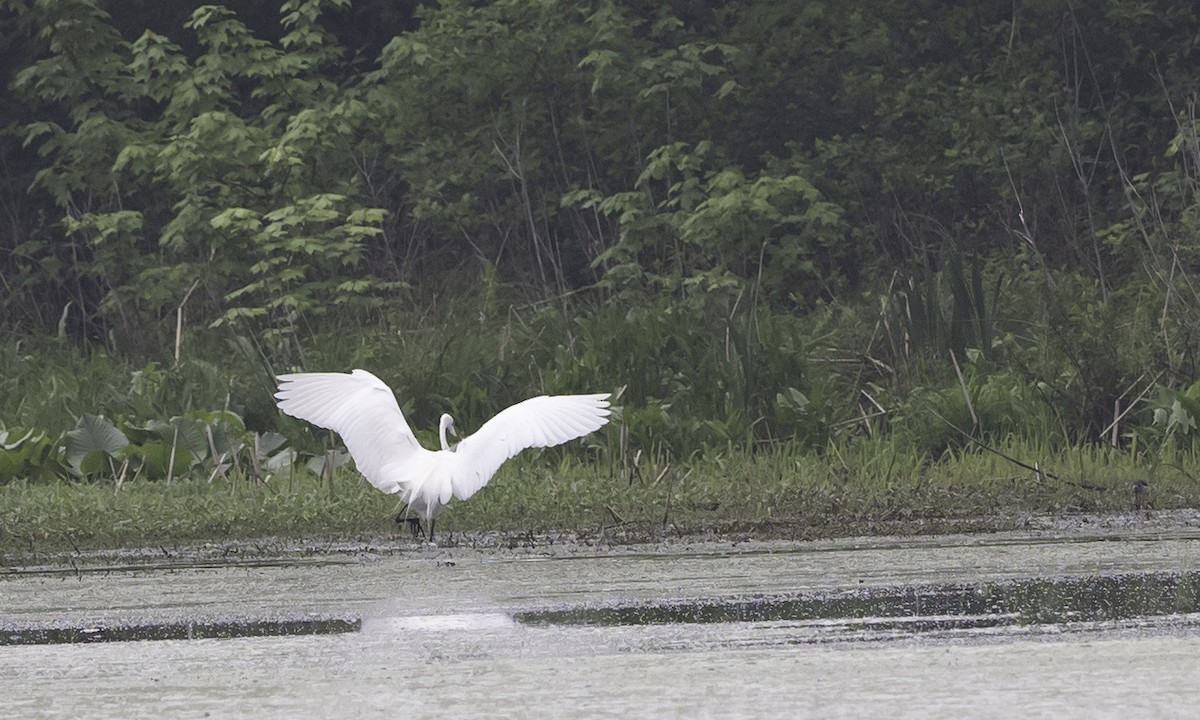 Great Egret - ML618628557