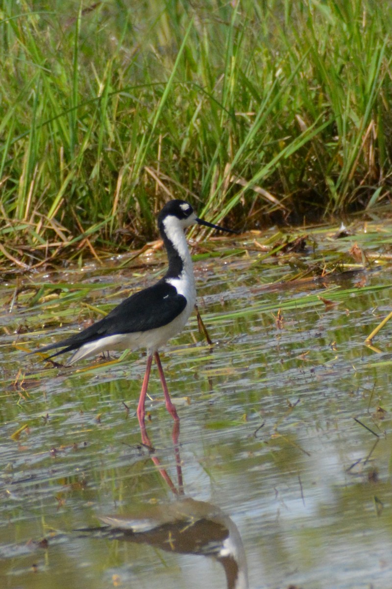 Black-necked Stilt - ML618628570