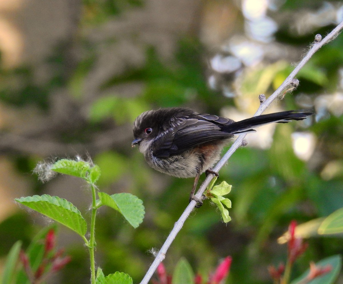 Long-tailed Tit - ML618628661