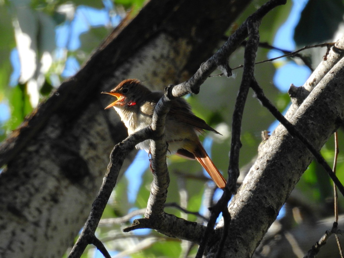 Common Nightingale - Fernando T Rico