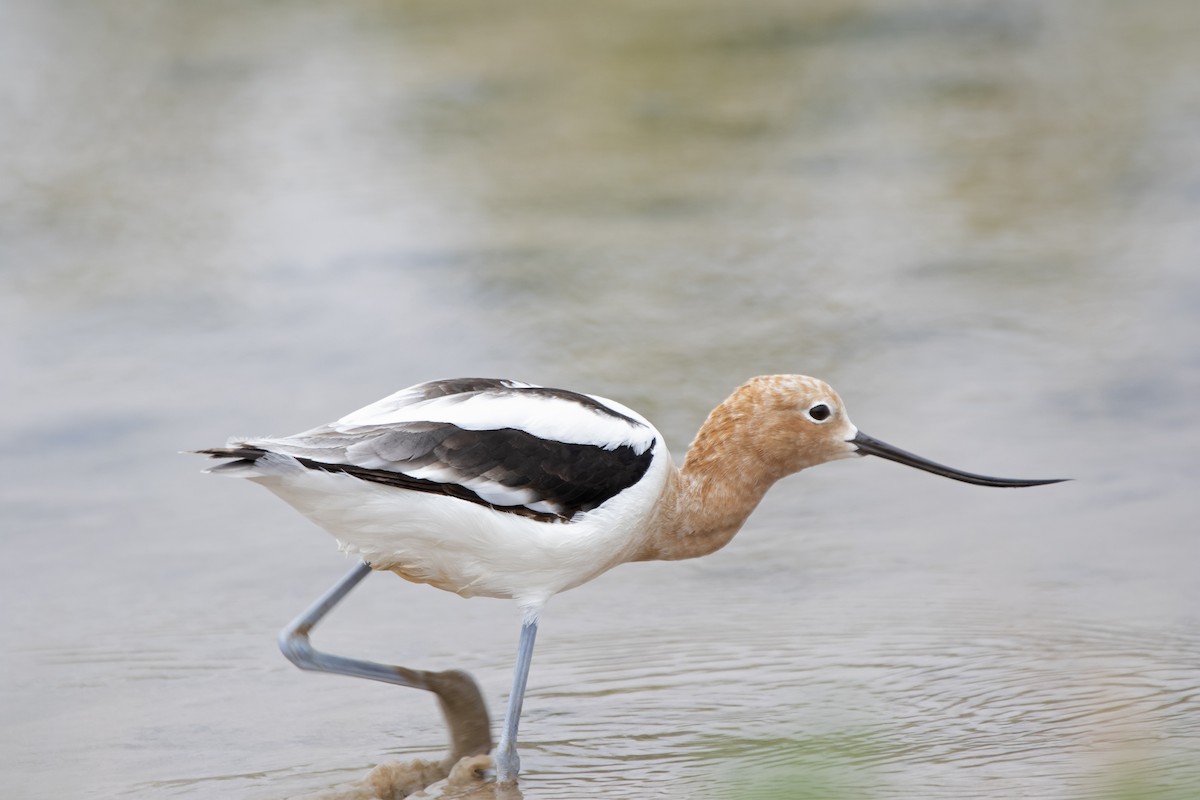 Avocette d'Amérique - ML618628745