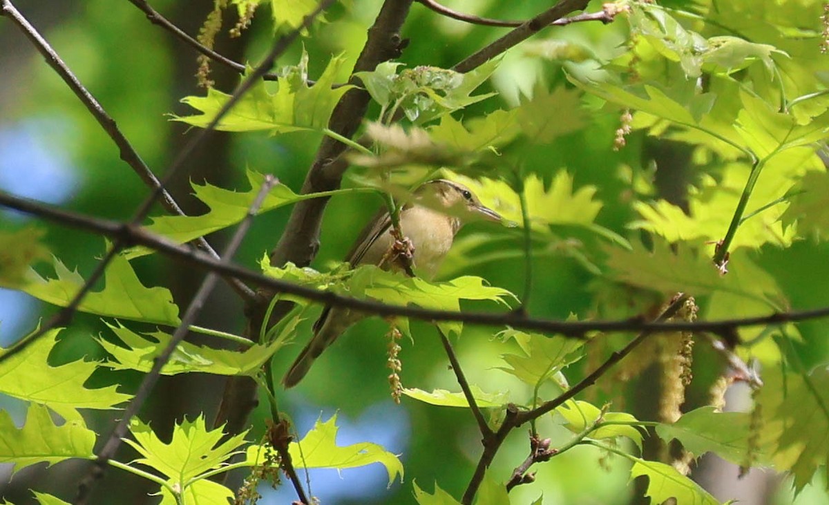 Worm-eating Warbler - Erik Nielsen