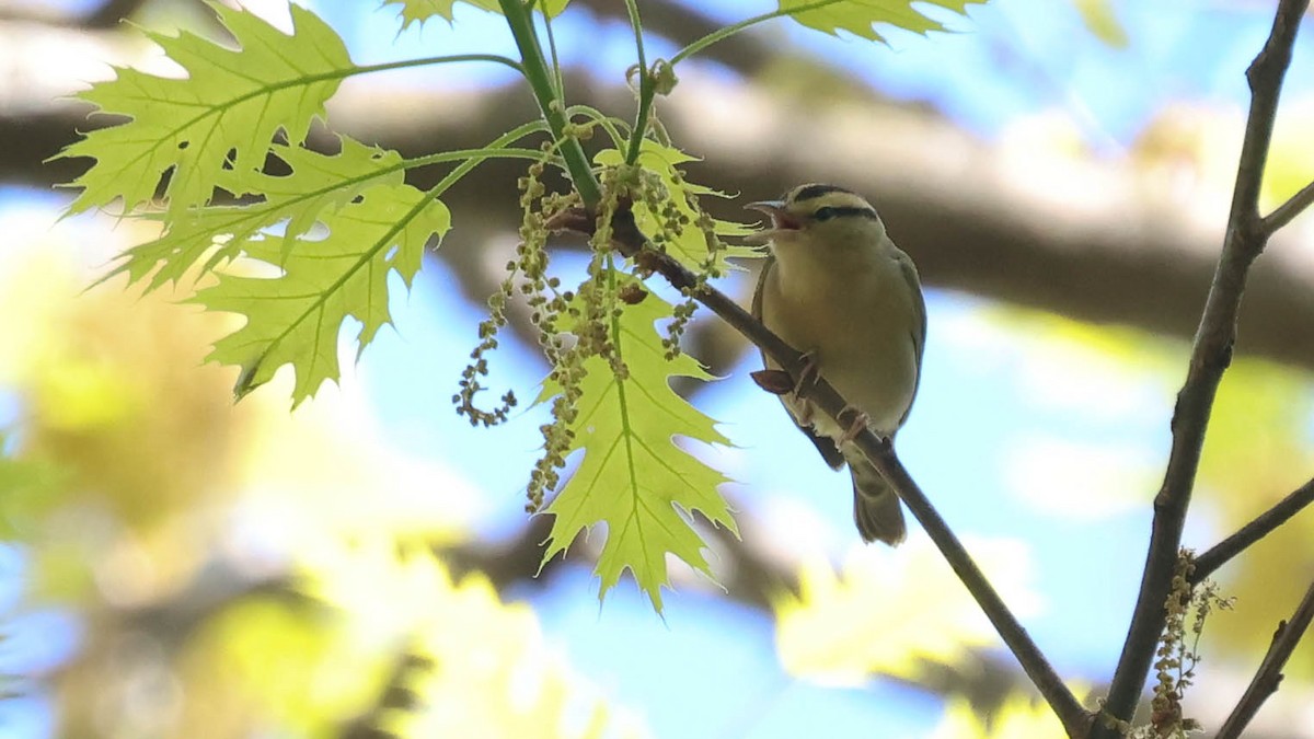 Worm-eating Warbler - ML618628751