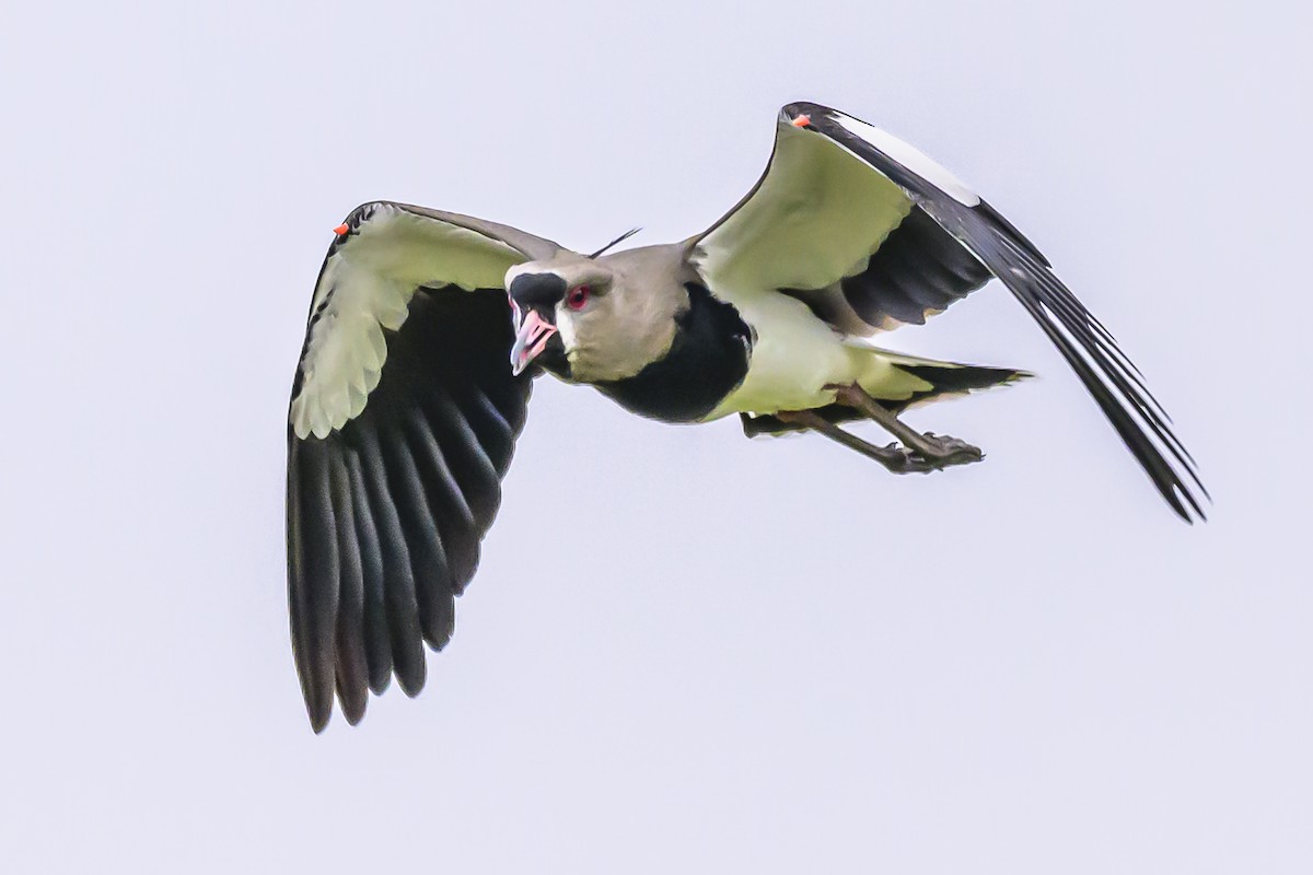 Southern Lapwing - ML618628799