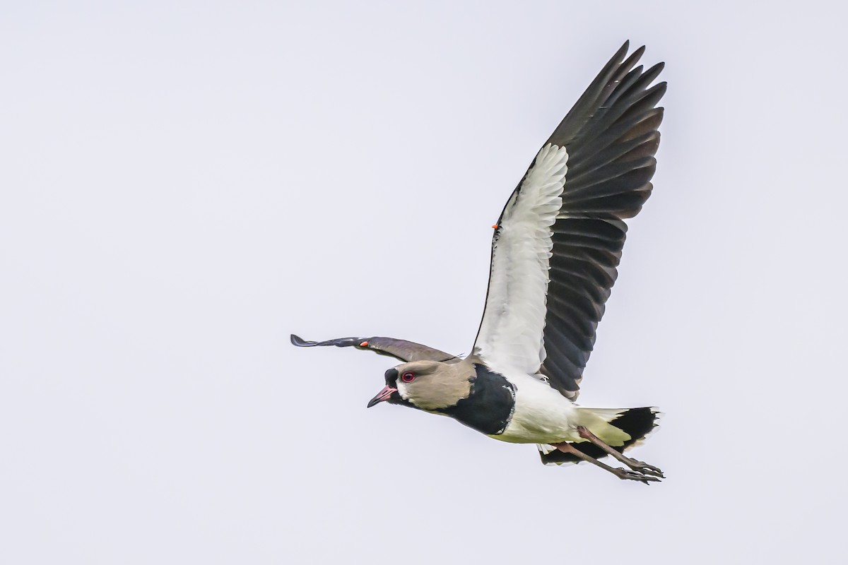 Southern Lapwing - ML618628804