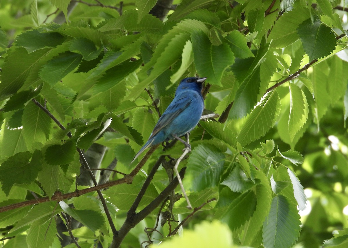 Indigo Bunting - Patty McQuillan