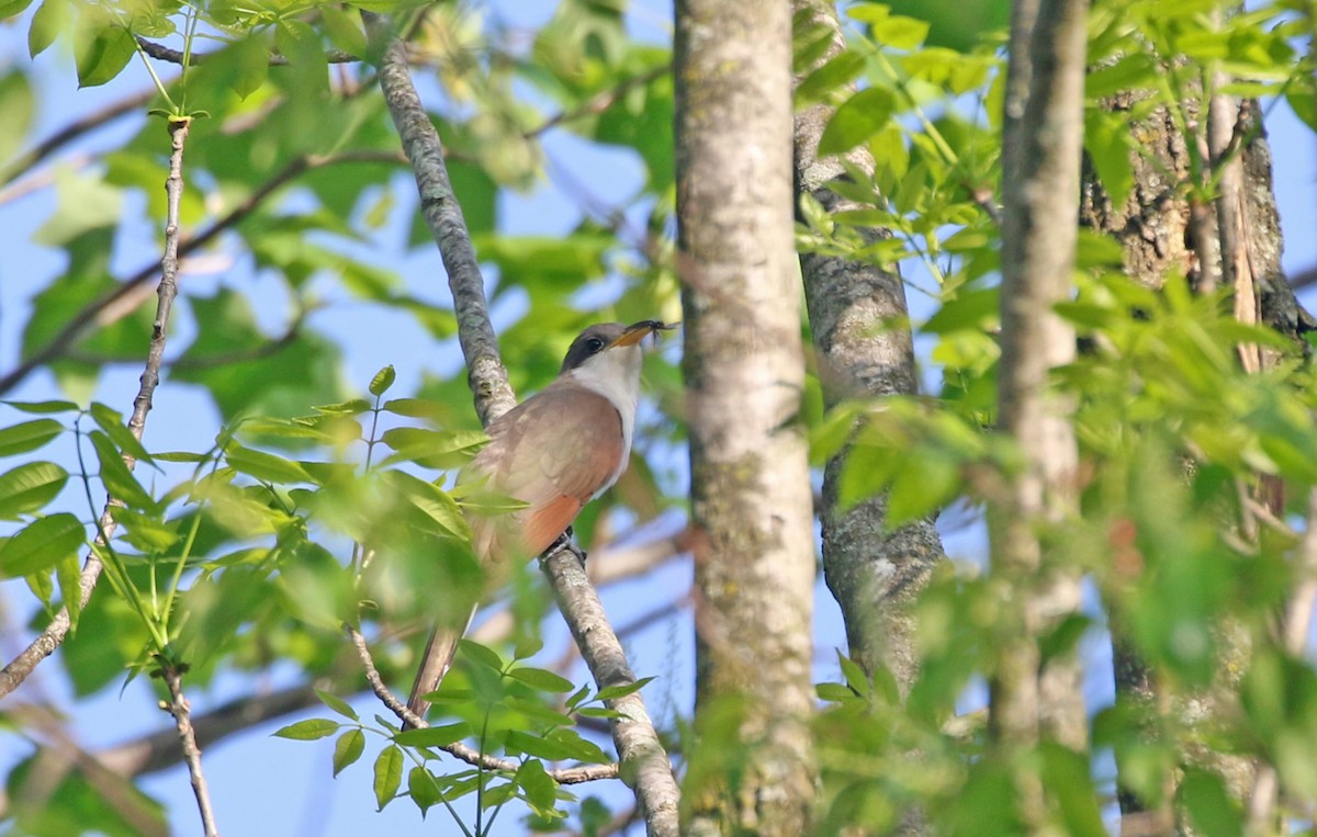 Yellow-billed Cuckoo - Elizabeth Brensinger