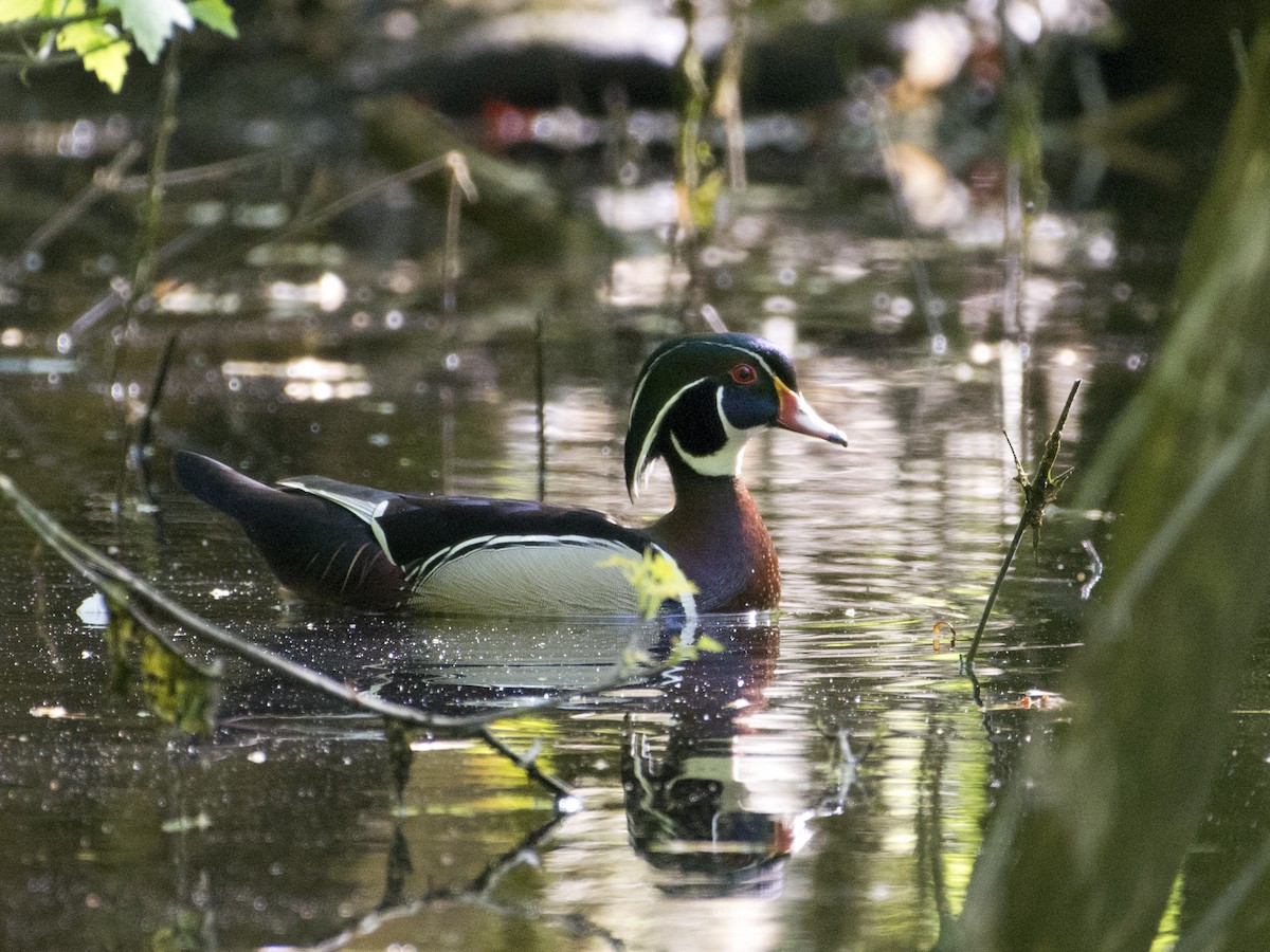 Wood Duck - ML618628882