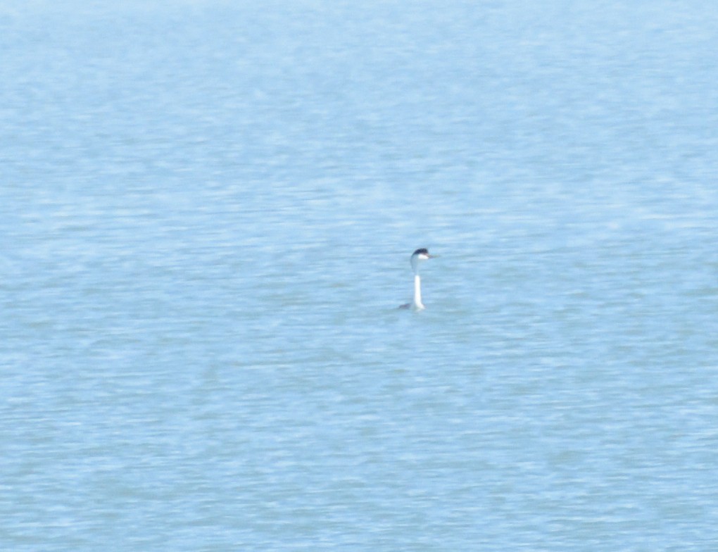 Western Grebe - Robert Tonge