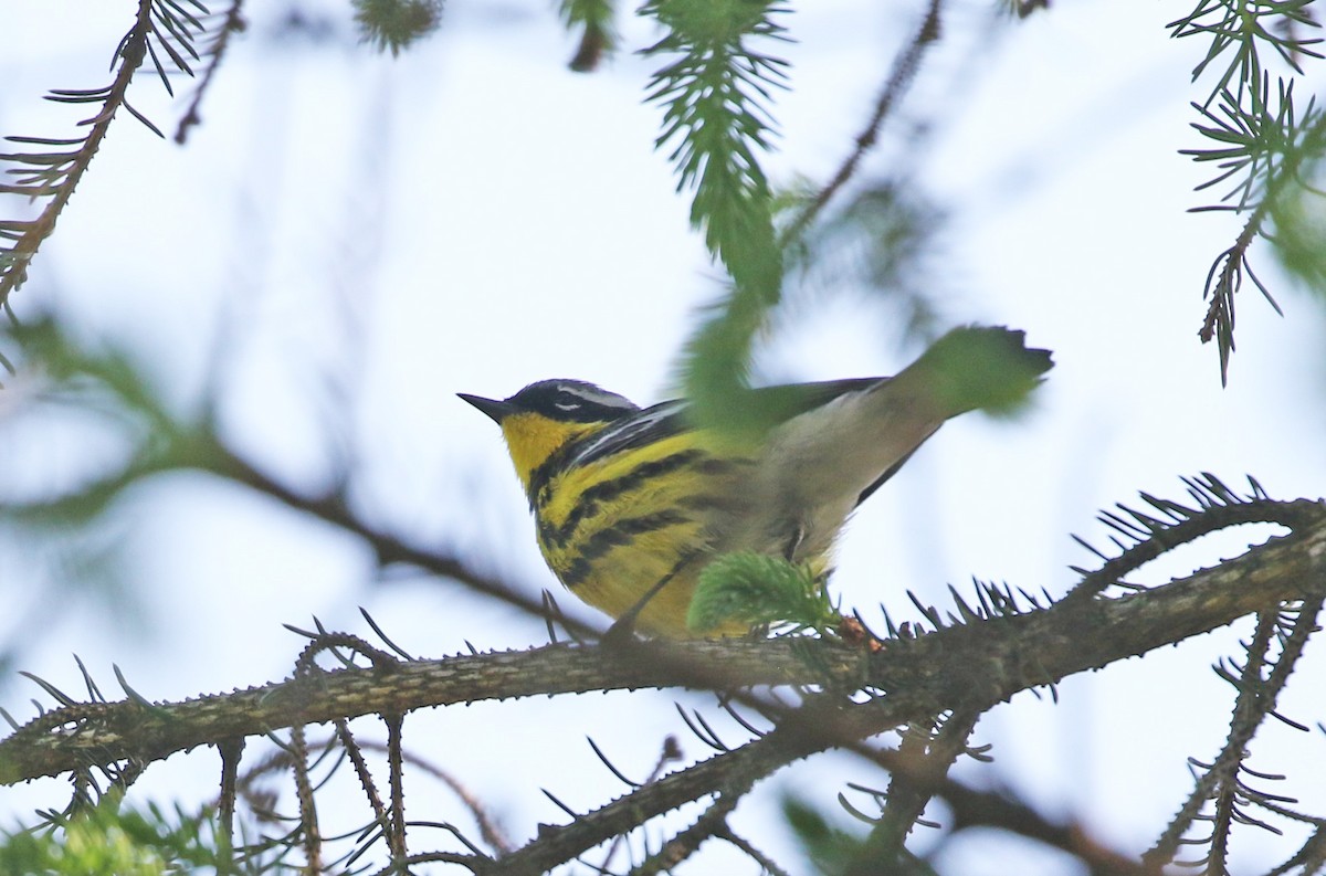 Magnolia Warbler - Elizabeth Brensinger