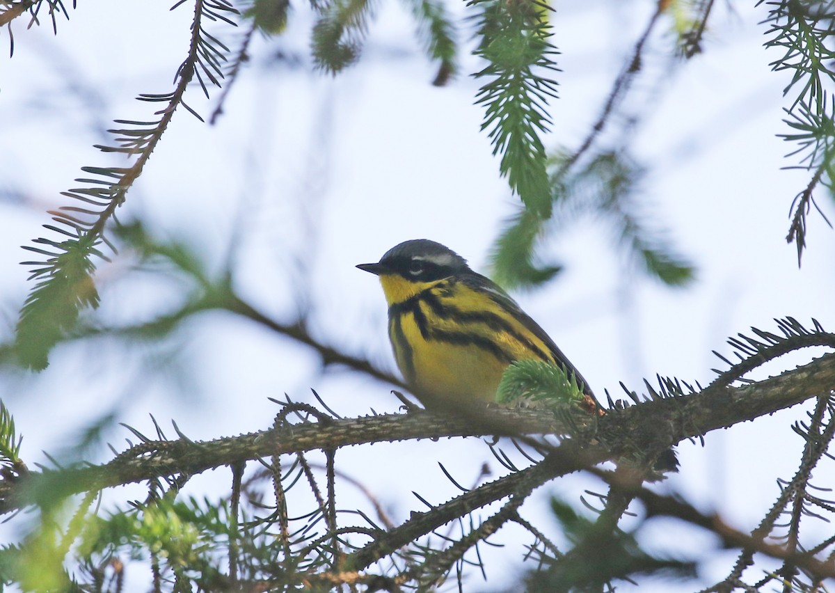 Magnolia Warbler - Elizabeth Brensinger