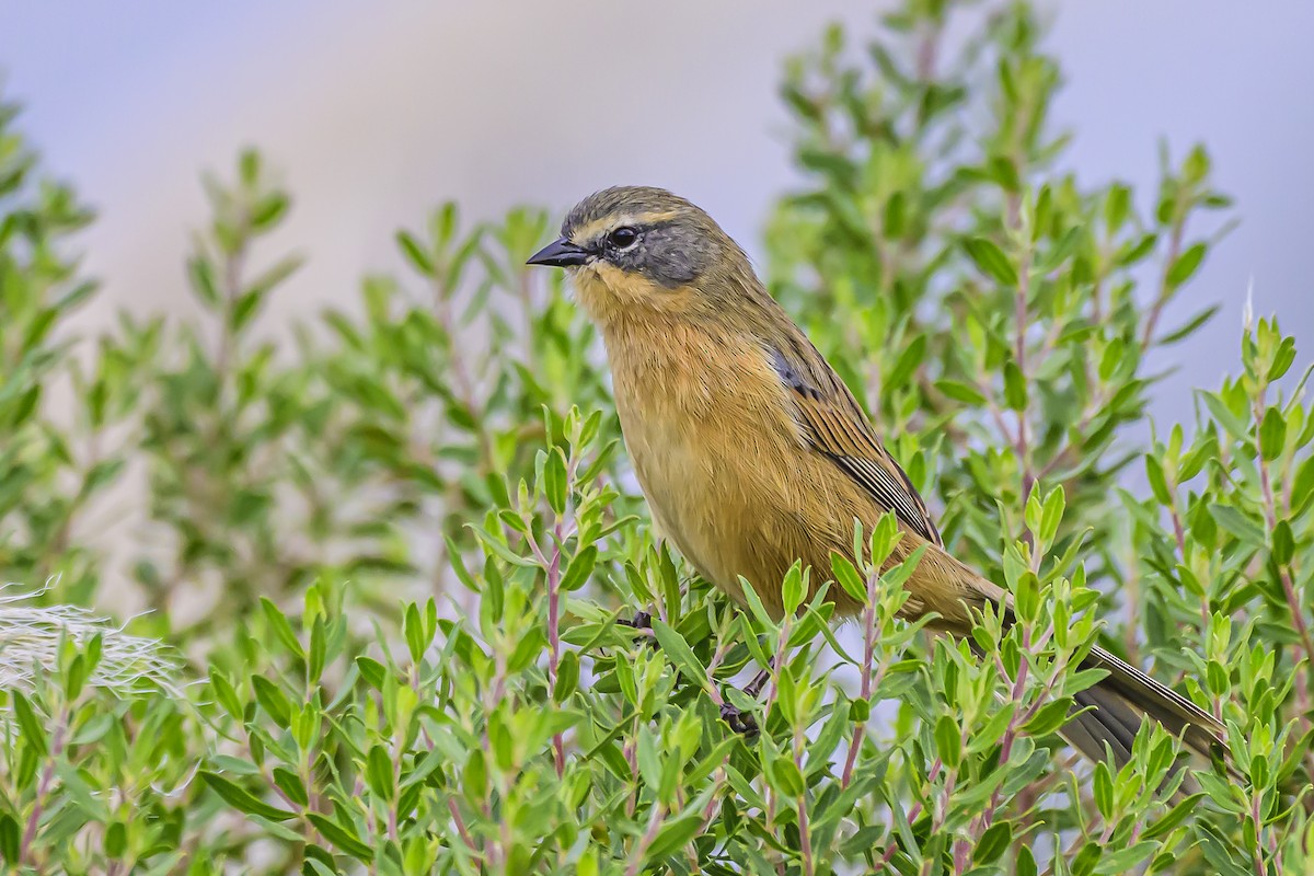Long-tailed Reed Finch - Amed Hernández