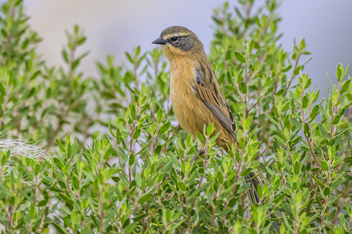 Long-tailed Reed Finch - Amed Hernández