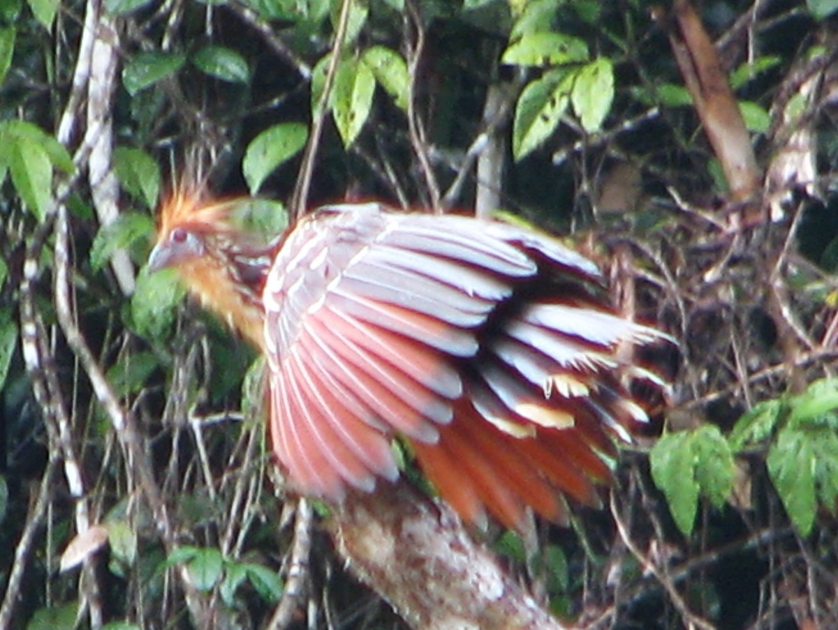 Hoatzin - ML618628934