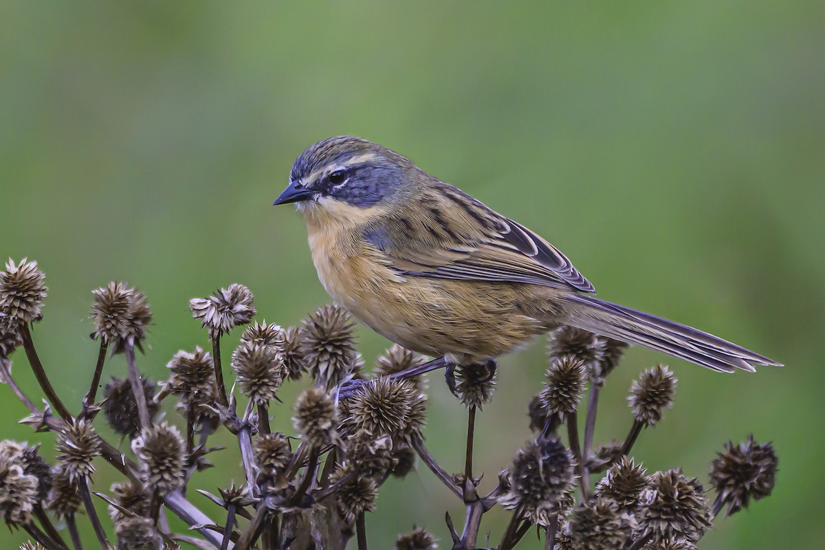 Long-tailed Reed Finch - Amed Hernández