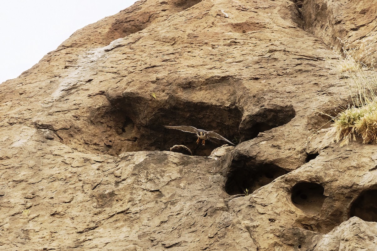 Peregrine Falcon - marlin harms