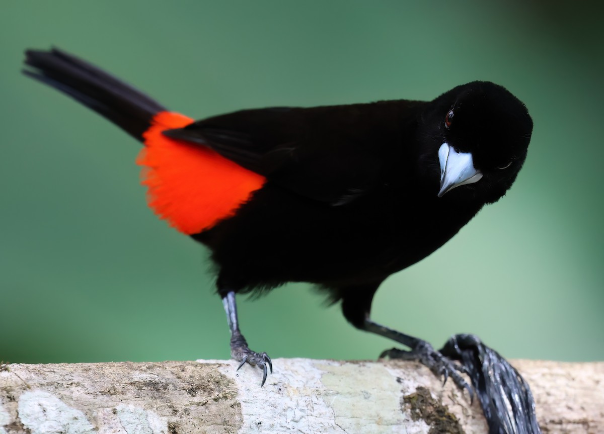 Scarlet-rumped Tanager - Sally Veach