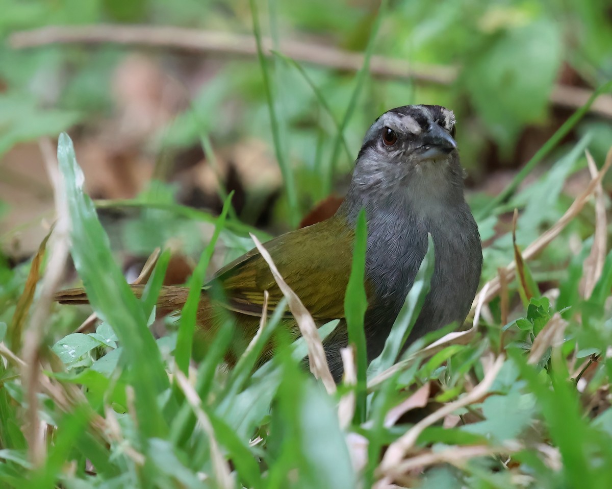 Black-striped Sparrow - Sally Veach