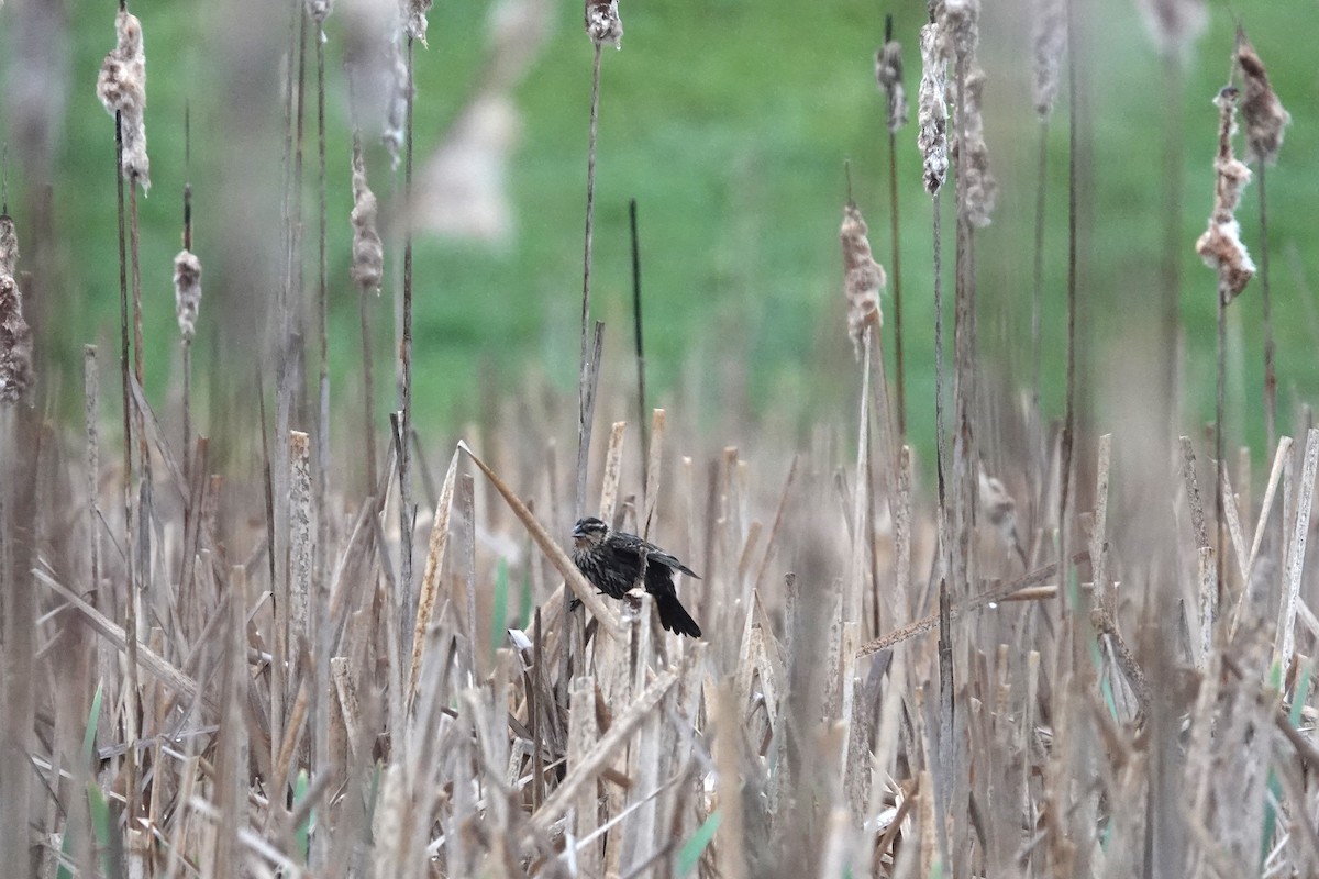 Red-winged Blackbird - ML618629058