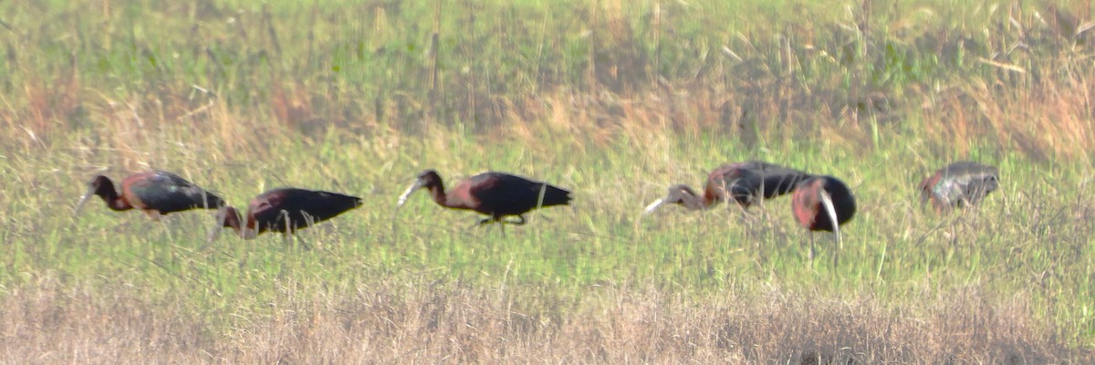 ibis hnědý - ML618629063