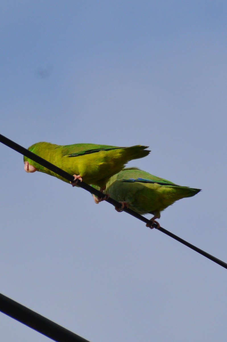 Spectacled Parrotlet - Juan caicedo lasso