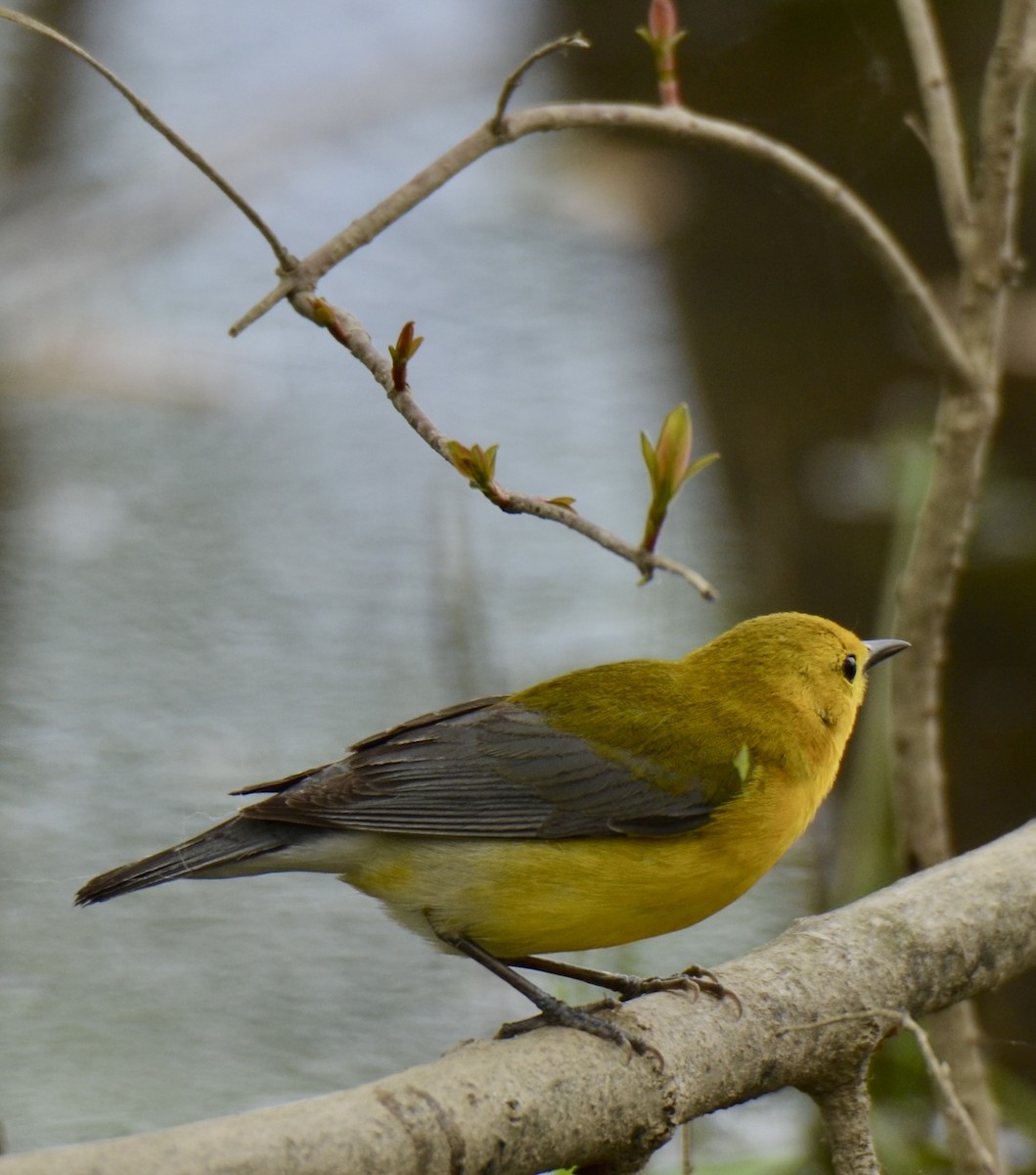 Prothonotary Warbler - ML618629108