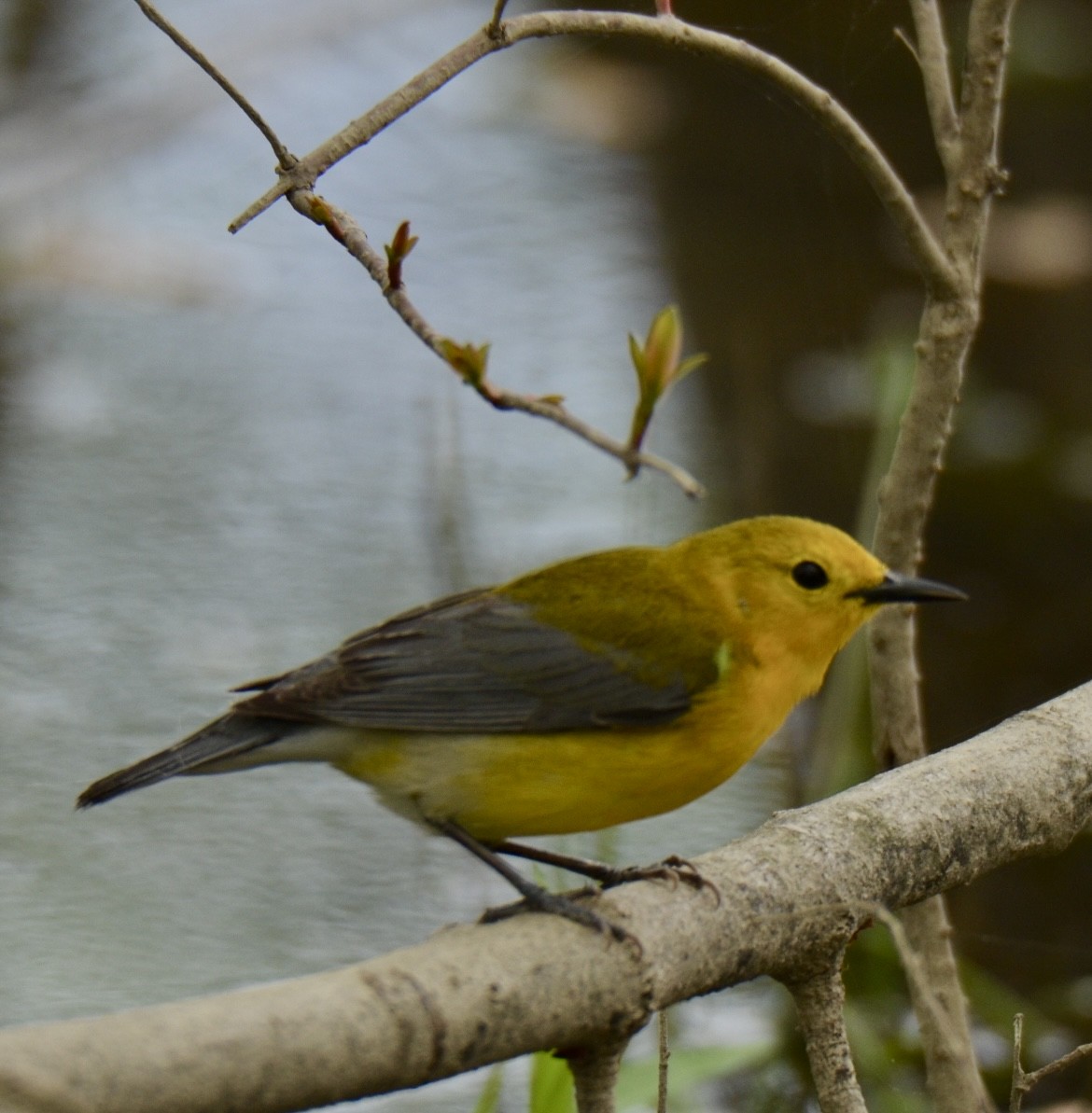 Prothonotary Warbler - MiMi Hoffmaster 🦩👀👂