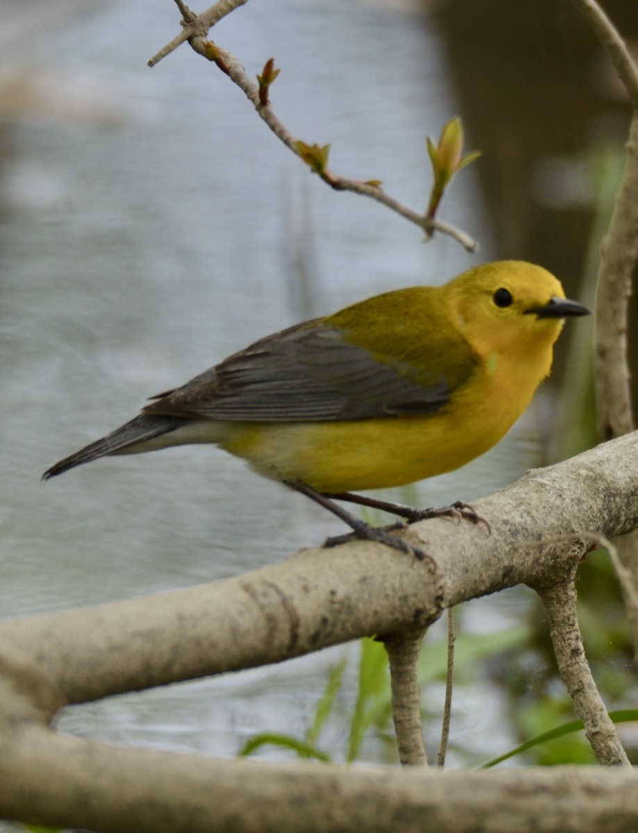 Prothonotary Warbler - MiMi Hoffmaster 🦩👀👂