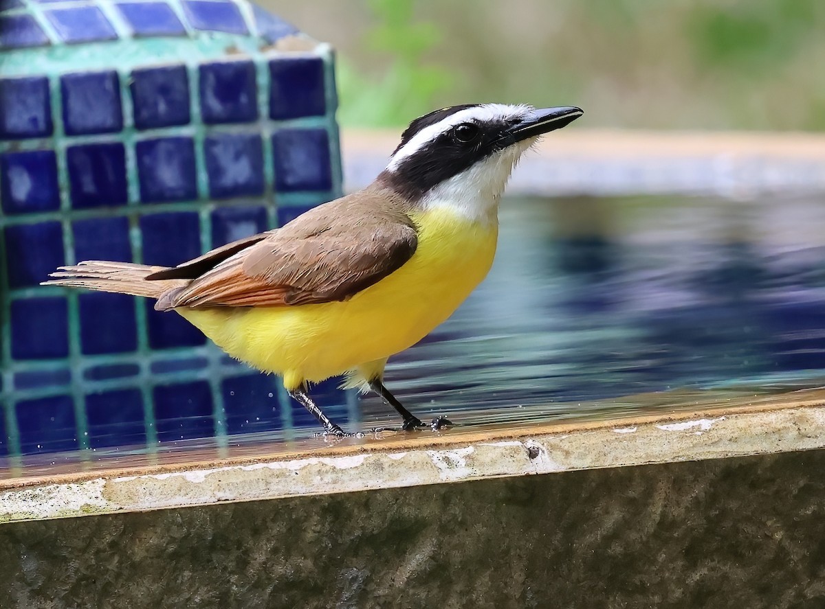 Great Kiskadee - Sally Veach