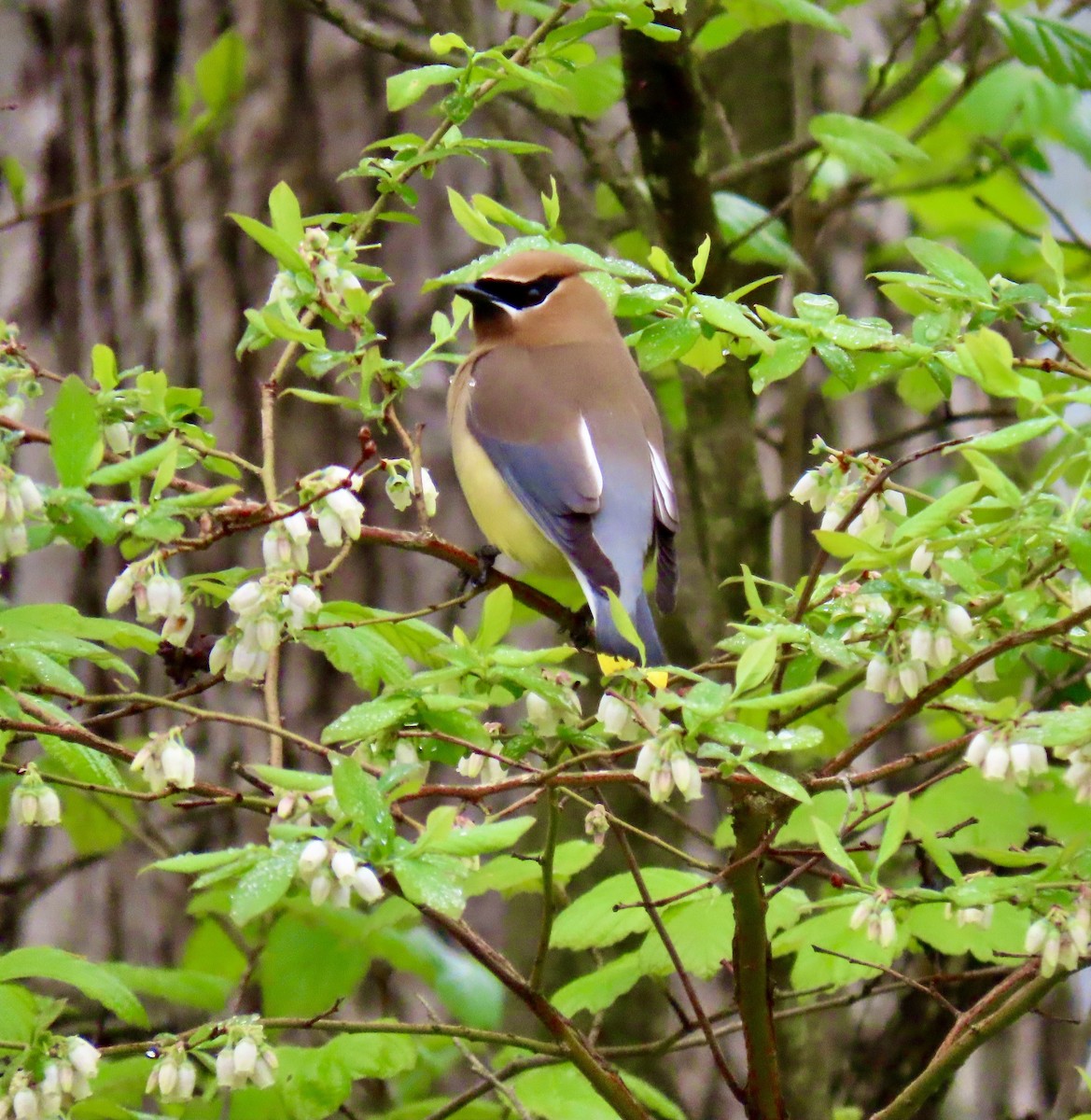 Cedar Waxwing - ML618629123