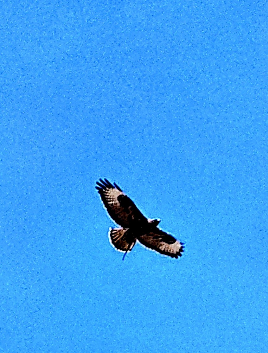 Common Buzzard - Joao Faustino