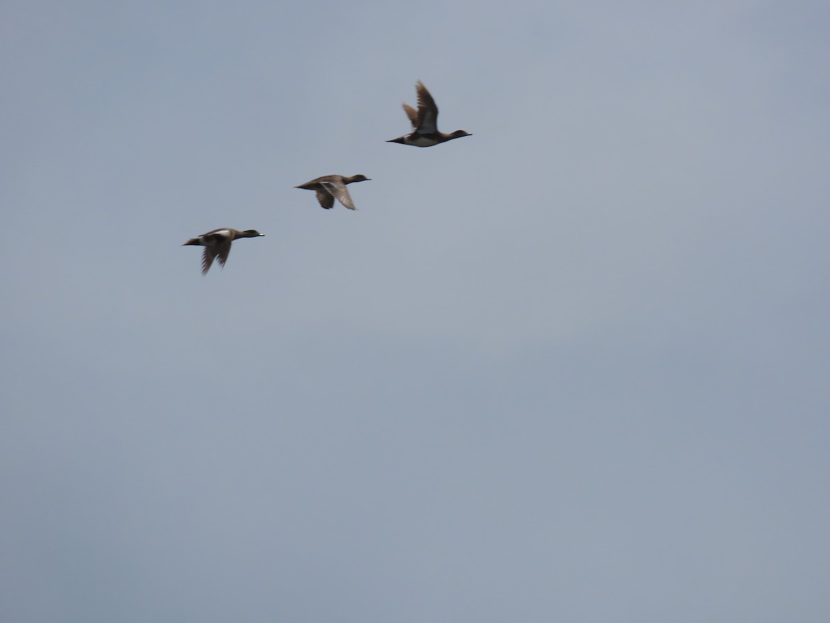 American Wigeon - ML618629144