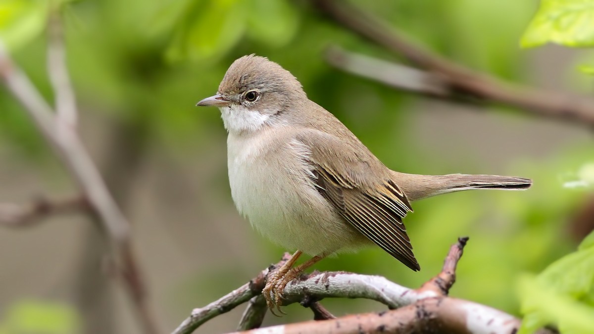 Greater Whitethroat - ML618629152