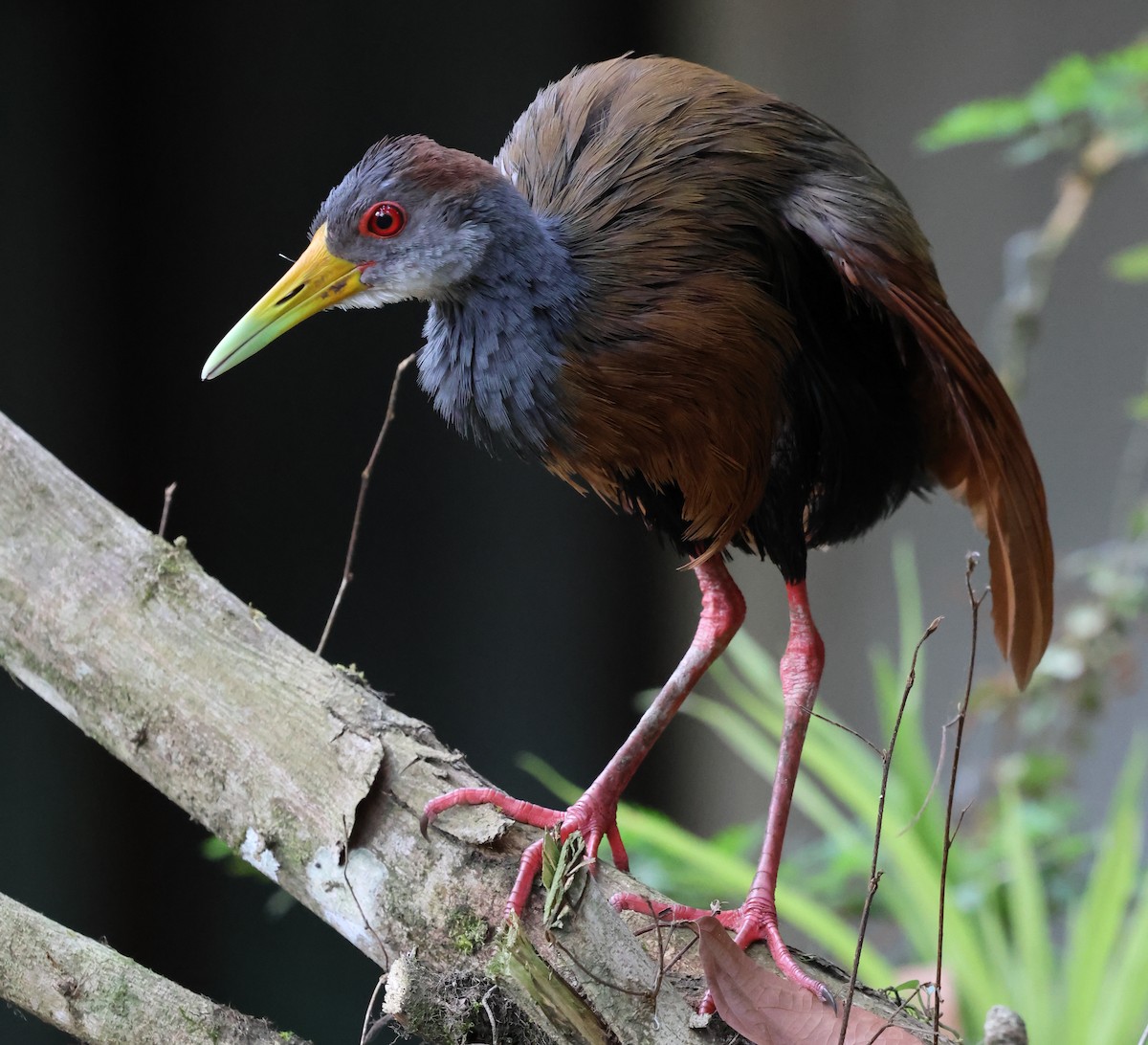Russet-naped Wood-Rail - Sally Veach