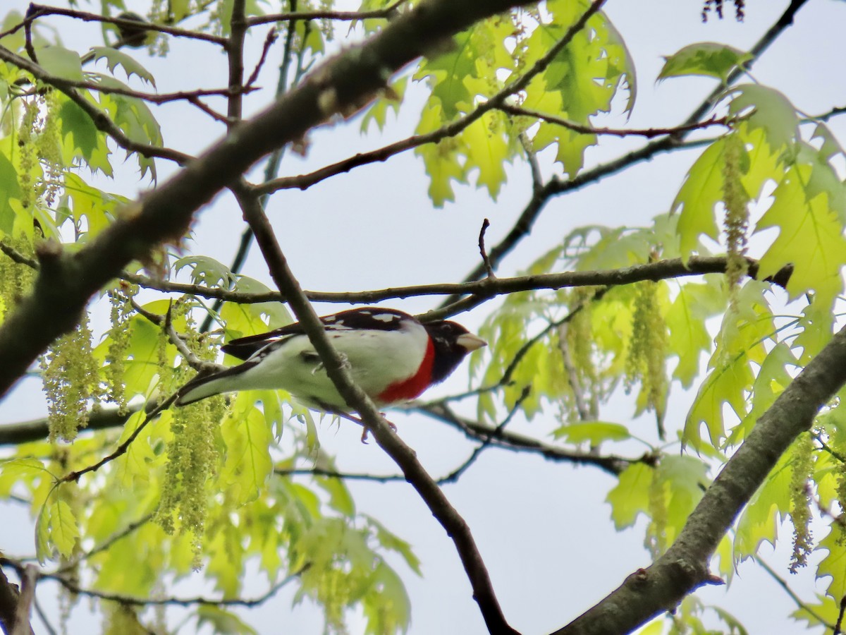 Rose-breasted Grosbeak - ML618629154