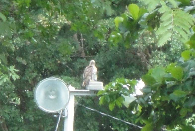 Red-tailed Hawk - Hector C. Cruzado