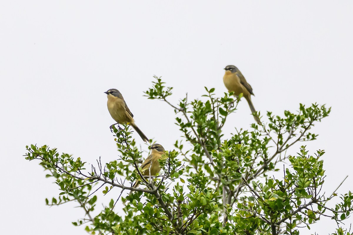 Long-tailed Reed Finch - Amed Hernández