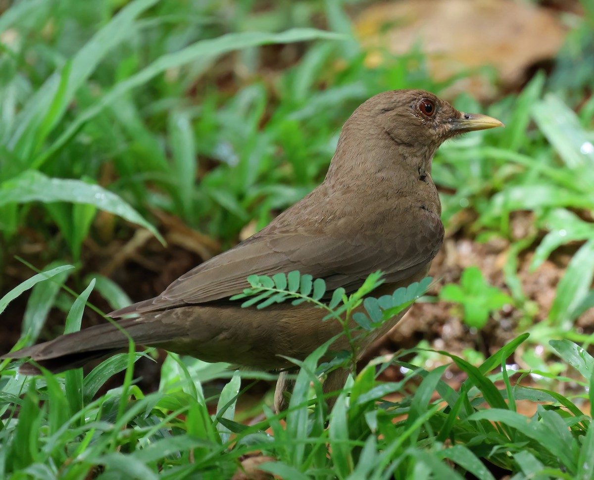 Clay-colored Thrush - Sally Veach