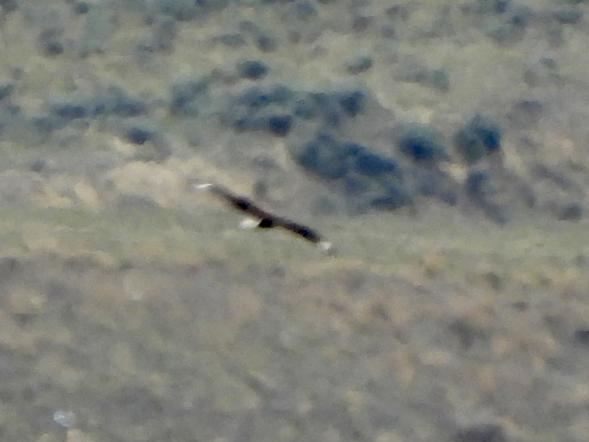 Crested Caracara - Kyle Strode