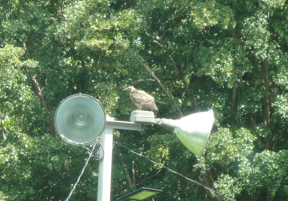 Red-tailed Hawk - Hector C. Cruzado