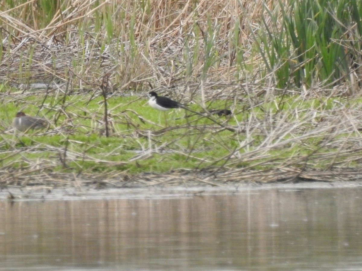 Black-necked Stilt - Luke Cauley